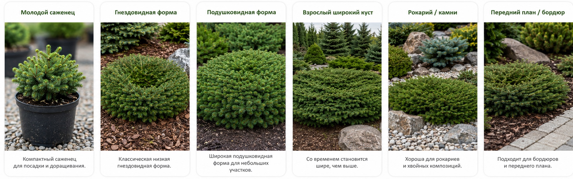 Нидиформис