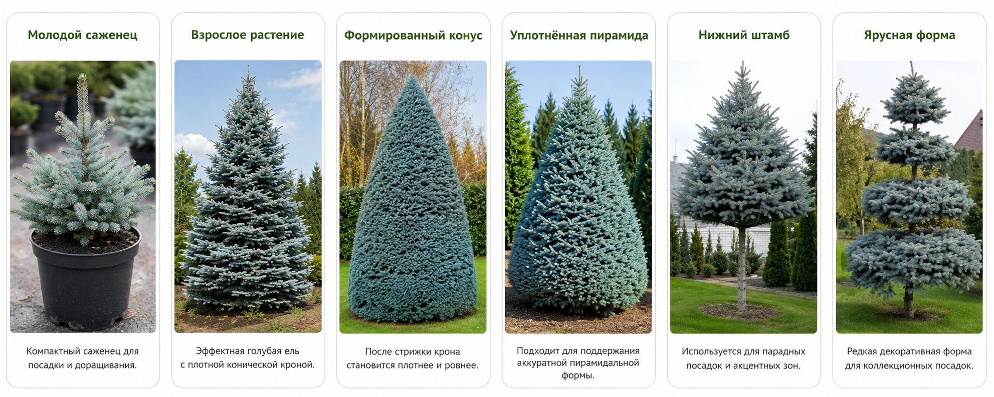 Ель голубая / колючая