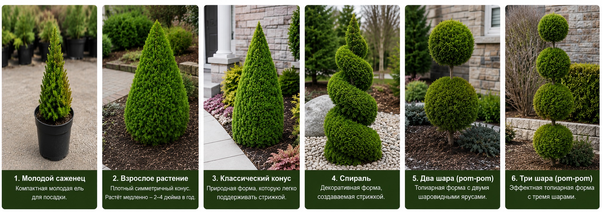 Коника