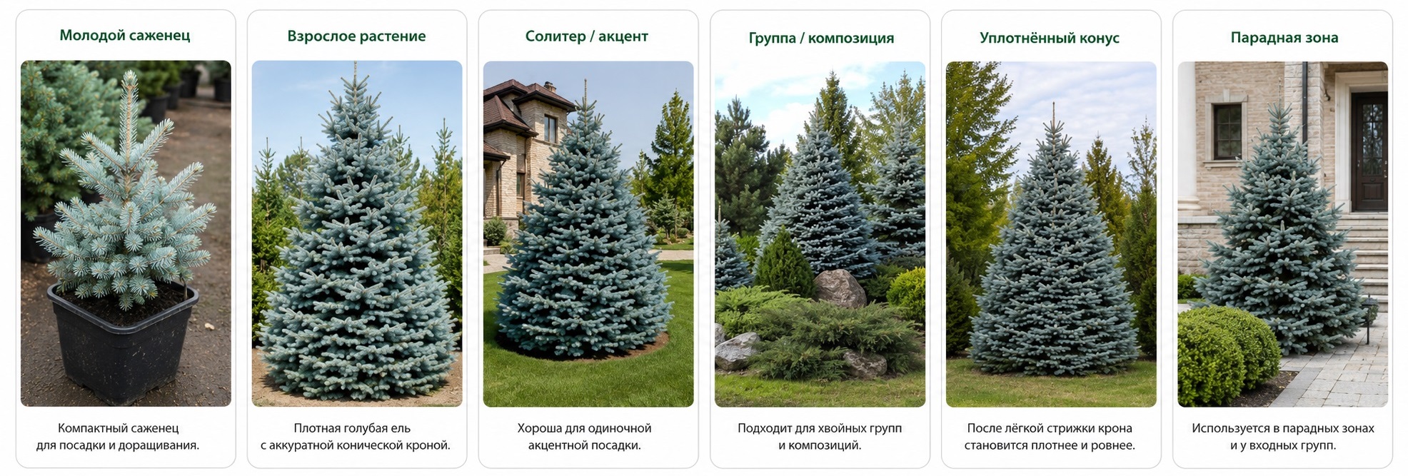 Блю Даймонд
