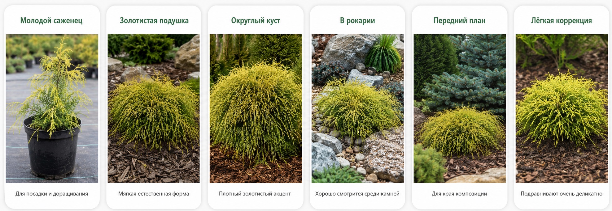 Filifera Aurea Nana