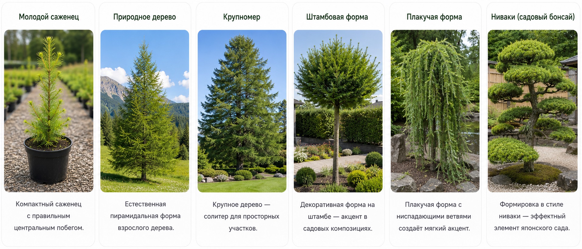 Лиственница европейская