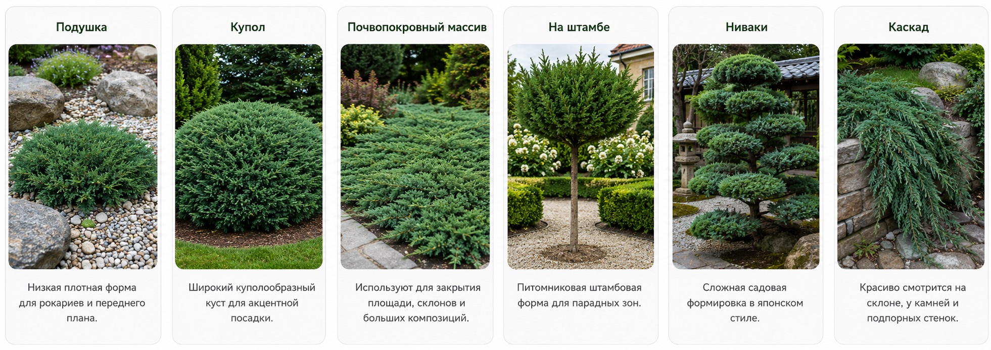 Казацкий можжевельник