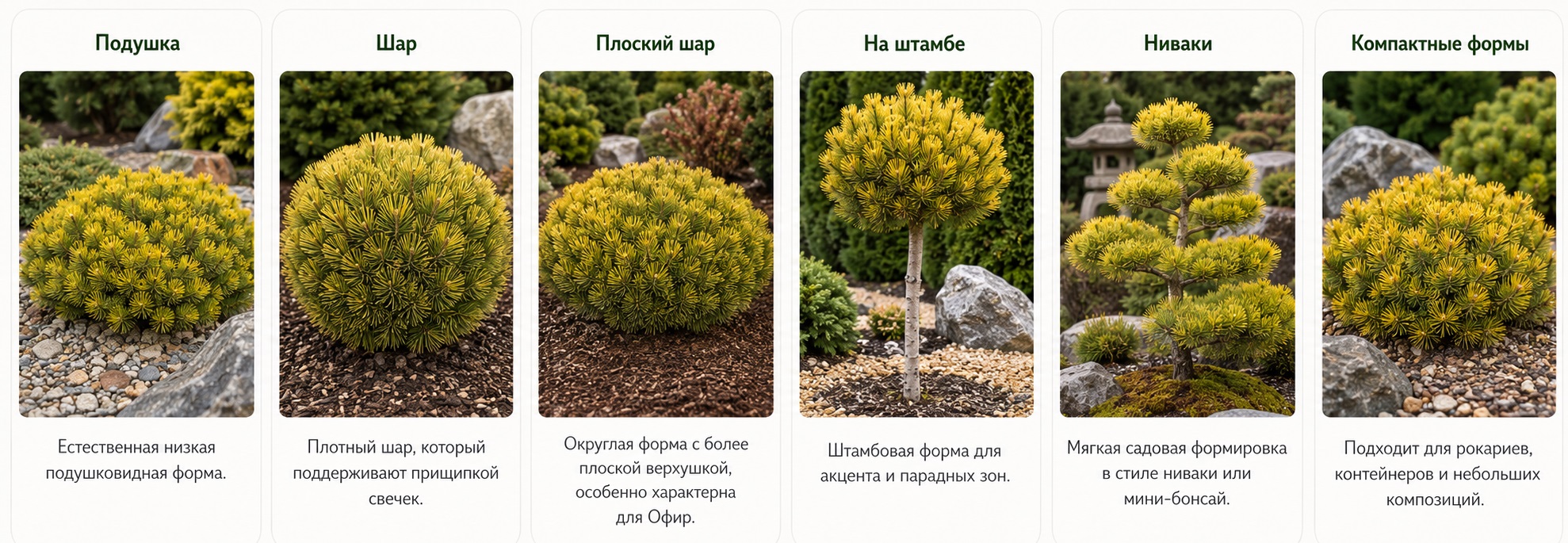 Винтер Голд / Офир