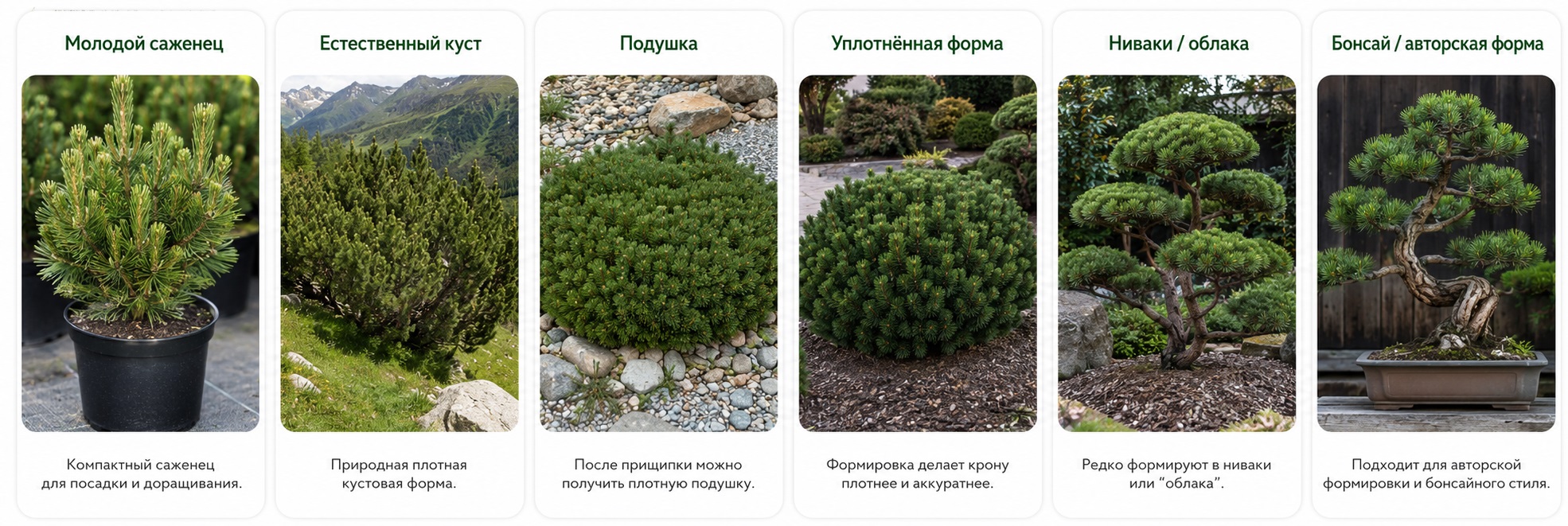 Мугус
