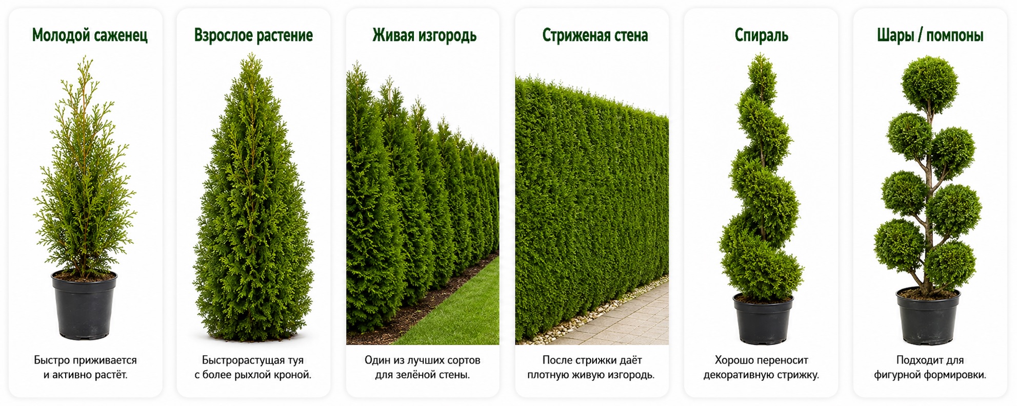 Брабант