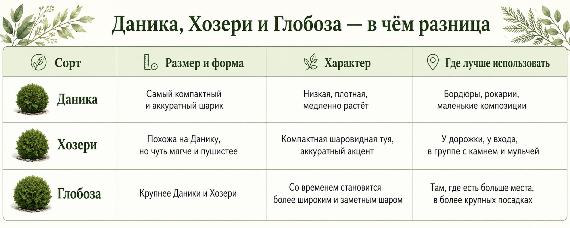Различия между даникой хозери и глобозой