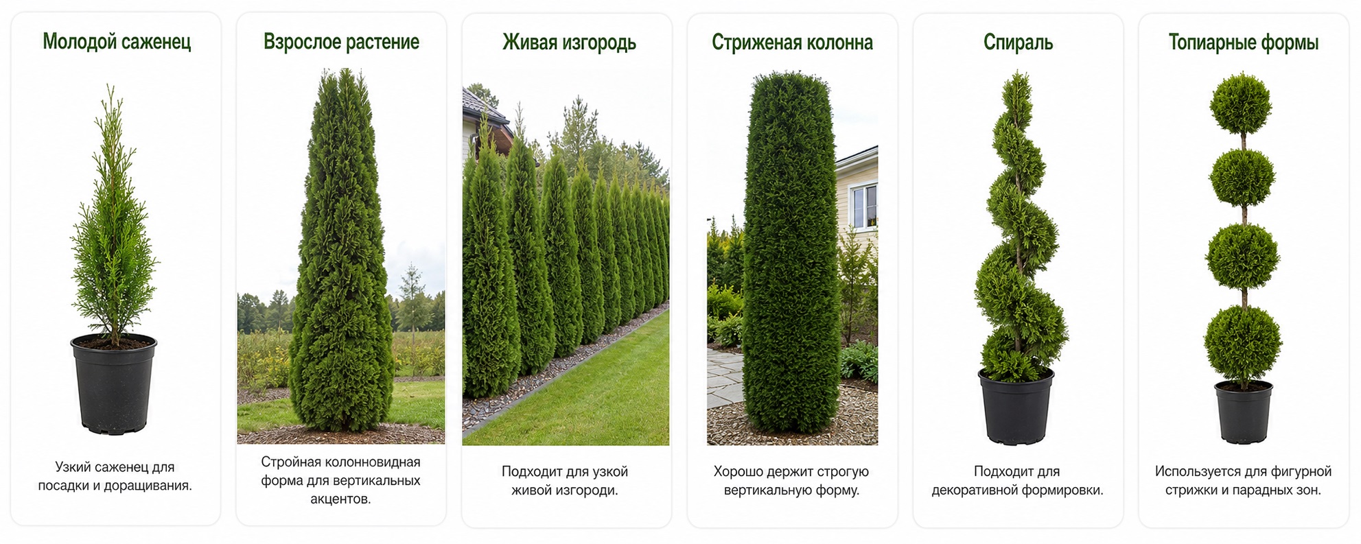 Колумна