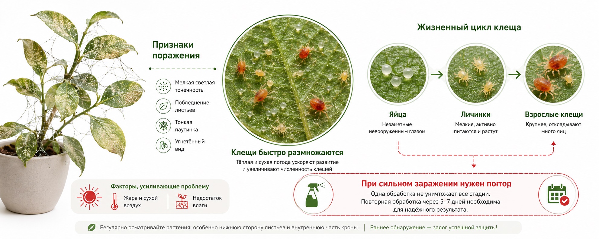 Клещи
